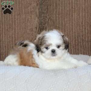 Amigo, Shih Tzu Puppy
